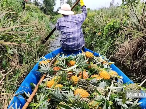 Đặc sản nức tiếng miền Tây mọc tại vùng đất ‘thừa phèn, thiếu ngọt’.”