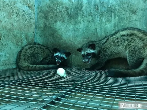 Nuôi con “ngủ ngày cày đêm” bán cho “nhà giàu”, thu về gần 1 tỷ đồng/năm