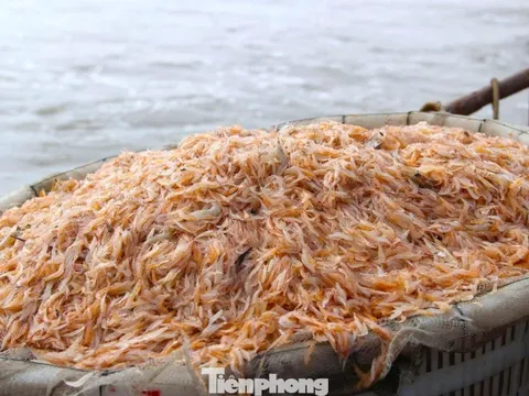 Ngư dân rẽ sóng săn con bé tí teo, bỏ túi tiền triệu mỗi ngày