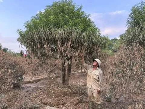 Người dân bần thần trước cảnh tượng khó tin ở những vườn đào tiền tỷ sau bão