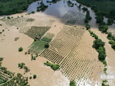Nông dân Lâm Đồng “khóc ròng” vì hàng chục ha thanh long ngập úng