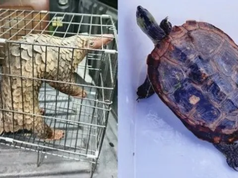 Người dân TPHCM liên tiếp giao nộp rùa cổ sọc, tê tê quý hiếm cho kiểm lâm