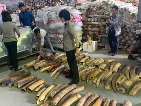 Phơi bày thủ đoạn "rửa" nguồn gốc động vật hoang dã