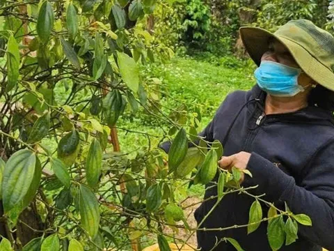 Xuất khẩu hồ tiêu của Việt Nam dự báo đạt 1,5 tỉ USD