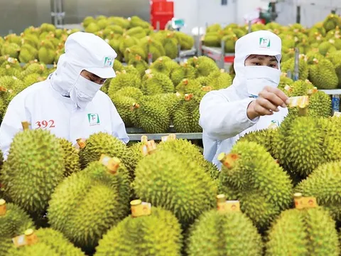 Khơi thông điểm nghẽn kiểm nghiệm, xuất khẩu sầu riêng thông suốt trở lại