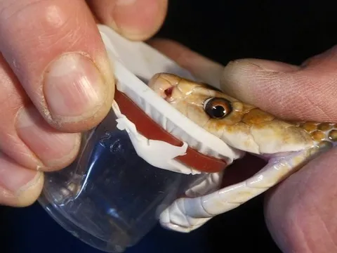 Đột phá: Tạo ra huyết thanh chống lại nọc độc 17 loài rắn nguy hiểm nhất