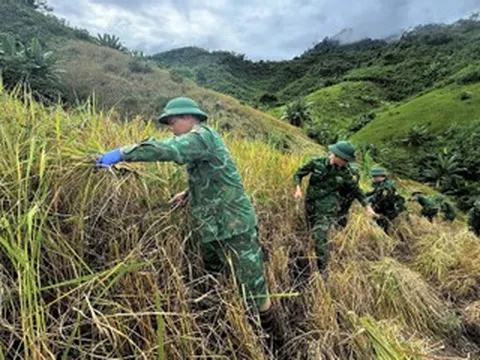 Bộ đội hối hả giúp dân gặt lúa, chằng chống nhà cửa trước bão Kalmaegi