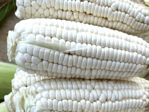 Bắp rất nhiều lợi ích cho sức khỏe