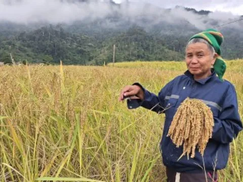 Piêng Lâng mùa nếp thơm