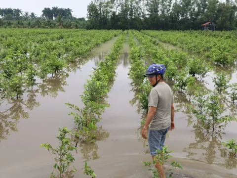 Vựa mai Bình Lợi thoát ngập sau nhiều ngày “giành lại sự sống”