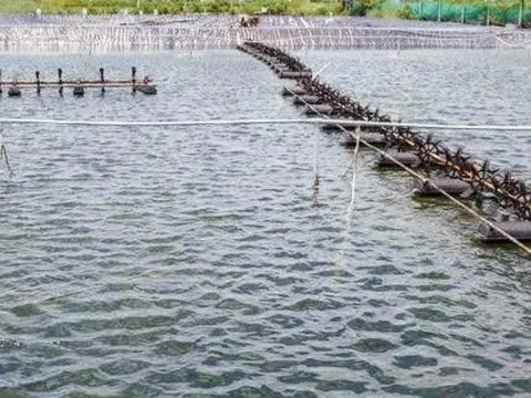 Điều tra vụ cha và con nuôi chết dưới ao tôm ở Cà Mau