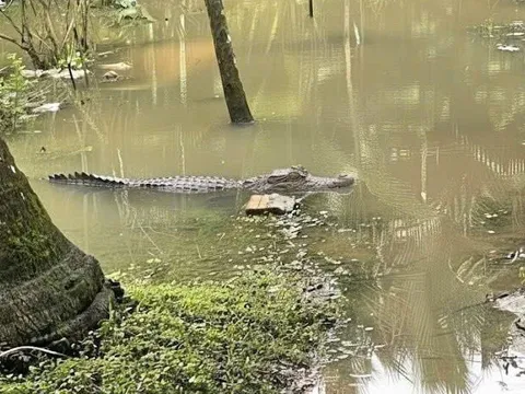 Người dân báo thấy cá sấu trong mương nước ở Cần Thơ
