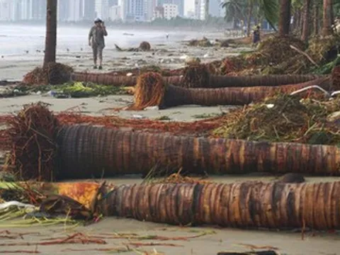 Hàng dừa đổ rạp, rác phủ kín đường ven biển Đà Nẵng khi bão Kalmaegi quét qua