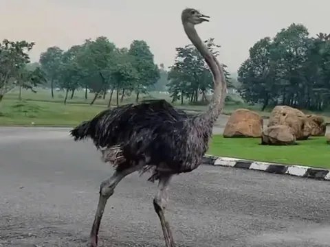 Tiêu hủy đà điểu chạy trên đường ở TP.HCM