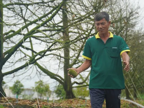 Nhà vườn trồng sầu riêng mất tiền tỉ xây tường ngăn thủy triều