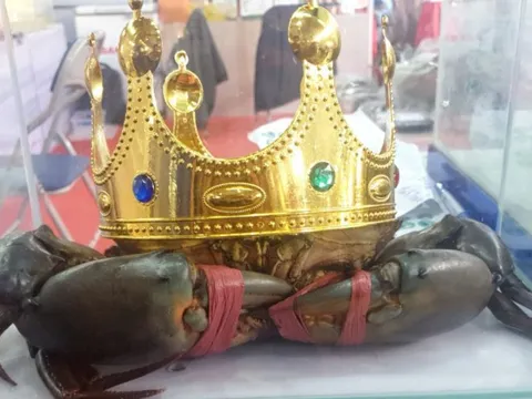 "Vua cua" Cà Mau năm 2022 giờ ra sao?