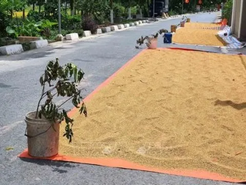 Phơi thóc trên đường: Hành vi tưởng vô hại có thể trả giá bằng mạng người