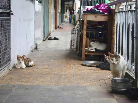 Chuyện dài về hàng xóm trong chung cư