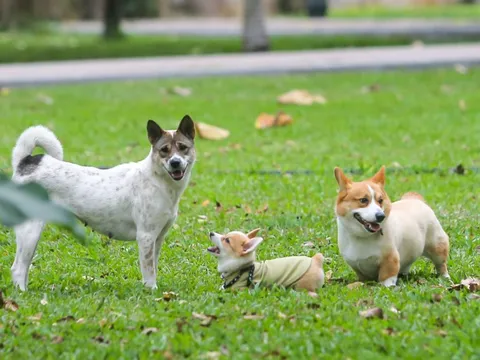 Thả rông động vật nuôi ở nơi công cộng bị phạt tới 1 triệu đồng