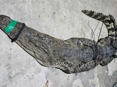 Thấy lưới rung dữ, người đàn ông hoảng hốt phát hiện cá sấu quẫy bên trong