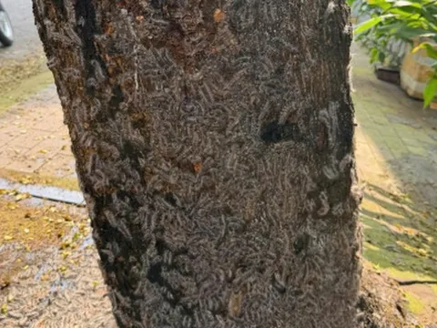 Rợn người với cảnh tượng sâu lạ bám chi chít trên thân cây, tràn cả vào nhà dân