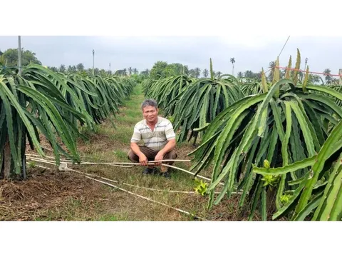 Trộm cắp hoành hành tại các vườn trồng thanh long ở Tây Ninh và Đồng Tháp