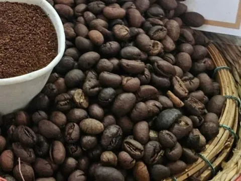 Giá cà phê tăng lại, nhiều nông dân trồng cà phê 'hốt bạc'