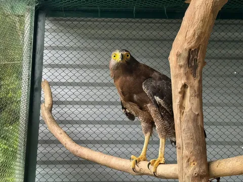 Diều hoa Miến Điện quý hiếm xuất hiện ở Quảng Trị