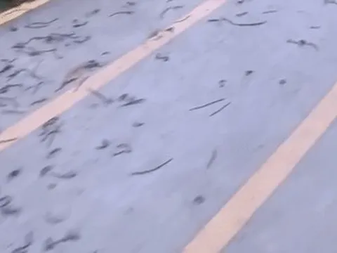 Cảnh tượng hàng nghìn con giun đất bủa vây sân vận động khiến người dân kinh ngạc