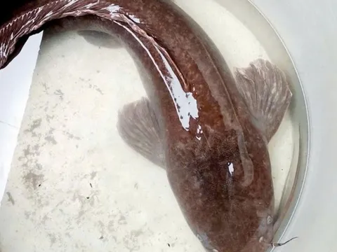 CLIP: Người dân ở An Giang đẩy côn bắt được con cá trê dài 1,4 m