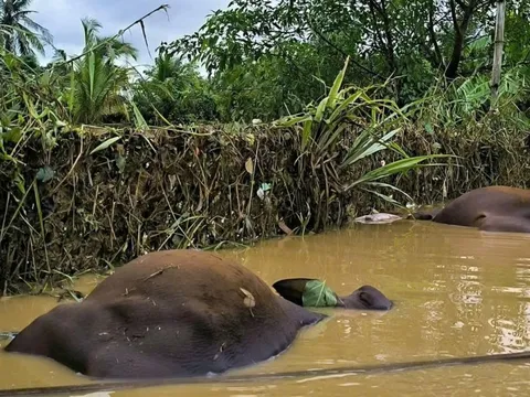 Nguy cơ bùng phát các bệnh truyền nhiễm sau lũ tại tỉnh Gia Lai và Lâm Đồng rất lớn