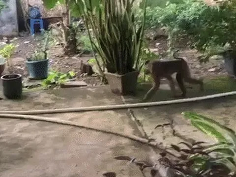 Khỉ lông xám nặng khoảng 8kg sổng chuồng, quậy phá khu dân cư ở TPHCM