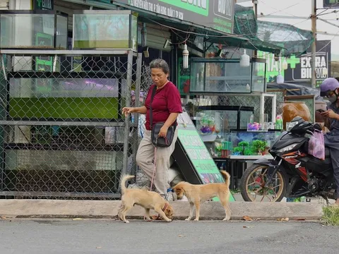 Giải nỗi lo chó thả rông
