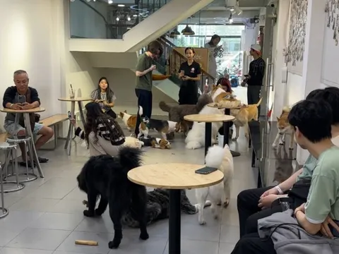 Quán cà phê thú cưng lúng túng khai báo việc nuôi chó, mèo