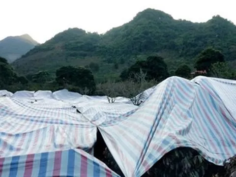 Thời tiết dị thường uy hiếp vựa 'vàng đen', dân phủ bạt, hun khói cứu cây