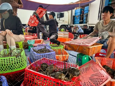 Thủ phủ tôm hùm vịnh Xuân Đài 'quyết dựng lại cơ nghiệp' sau bão lũ
