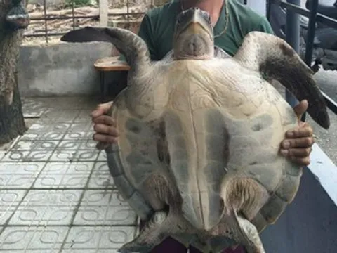 Đồi mồi dứa quý hiếm nặng 17kg mắc vào lưới đánh cá ở Đà Nẵng