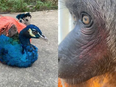 Động vật quý hiếm bất ngờ xuất hiện ở điểm du lịch, người dân vội báo công an