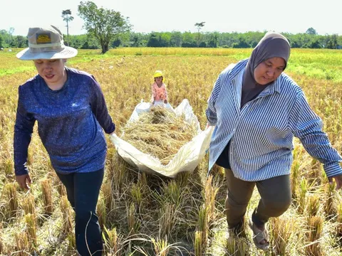 Giá gạo Nhật Bản tăng kỷ lục, Thái Lan tranh thủ đẩy mạnh xuất khẩu