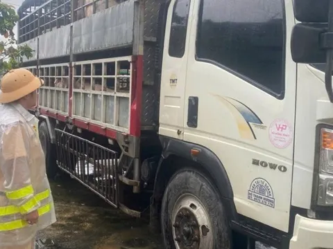 Tạm giữ 2 xe tải chở 7,2 tấn heo nghi nhiễm dịch tả heo châu Phi