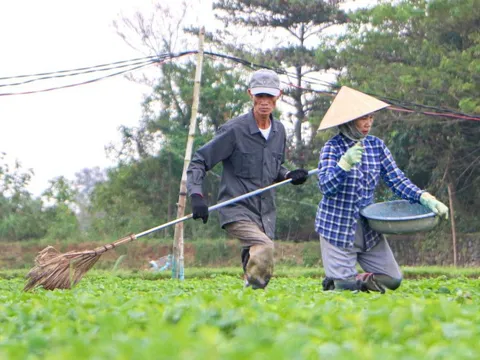 Bầu, mướp, khổ qua... chết sạch sau lũ, nhà vườn Đà Nẵng chạy đua trồng để kịp bán Tết Nguyên đán