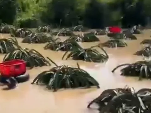 CLIP: Nông dân bám vào ruột xe tải bơi vào vườn thanh long để thu hoạch chạy lũ