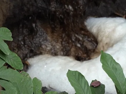 Bãi rác khổng lồ ở Thanh Hóa thành nỗi ám ảnh, dự án điện rác 'bất động'