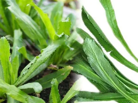 Những bài thuốc hữu ích từ cây ngò gai