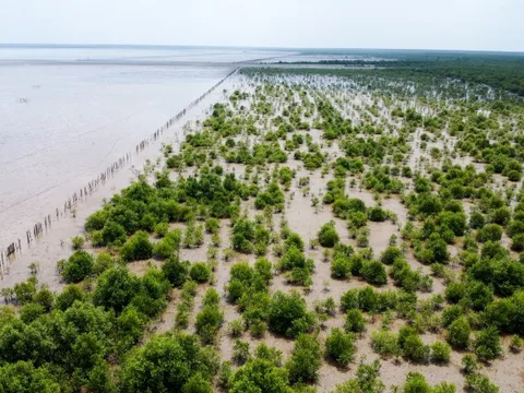 Cà Mau dẫn đầu cả nước về trồng rừng ven biển