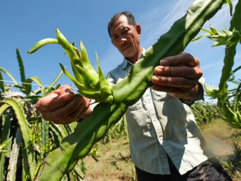 Nhà vườn thanh long Bình Thuận mất trắng vì lũ