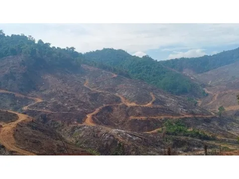 Diễn biến mới vụ phá hơn 97 ha rừng ở Gia Lai