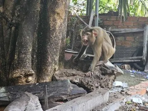 Khỉ hoang xuất hiện ở khu dân cư, tấn công người phụ nữ tại quán ăn