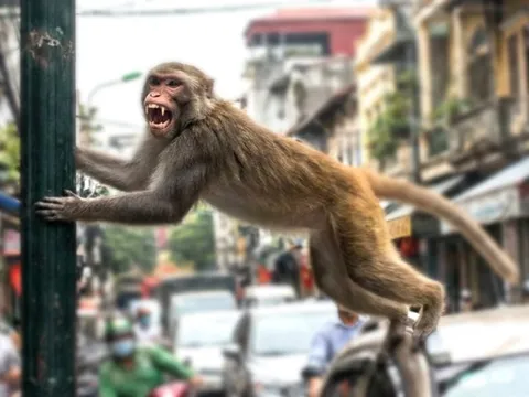 Nhiều người ở Đồng Nai bị khỉ hoang tấn công khi đang ở trong phố