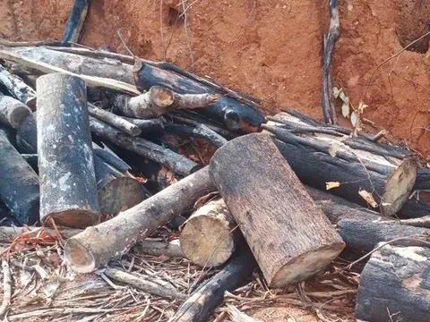 Khởi tố vụ phá hơn 97 ha rừng ở Gia Lai